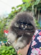 Pomeriaan puppy, Particulier, 8 tot 15 weken, Buitenland, Meerdere