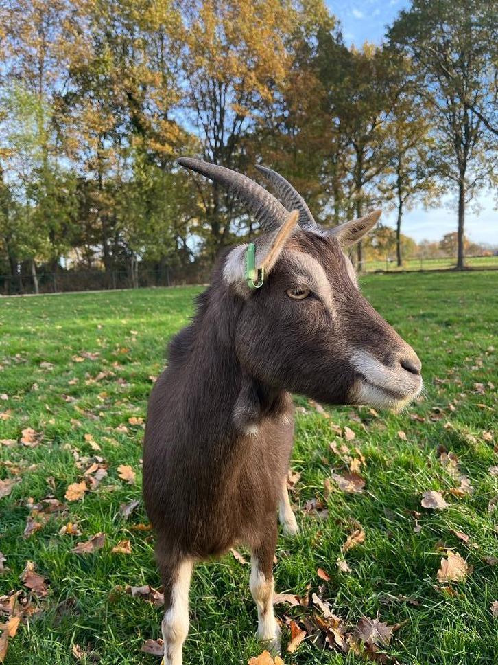 3 mooie geiten te koop, Dieren en Toebehoren, Schapen, Geiten en Varkens, Geit, Vrouwelijk, 0 tot 2 jaar