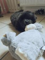 chow chow puppy's, Dieren en Toebehoren, Honden | Poolhonden, Keeshonden en Oertypen, België, Particulier, 8 tot 15 weken, Poolhond