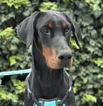 Argo sociale  zachtaardige doberman Reu 1 jr, Dieren en Toebehoren, Particulier, Rabiës (hondsdolheid), 1 tot 2 jaar, Buitenland