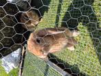 Hangoor konijn, Dieren en Toebehoren, Konijnen, Mannelijk, Dwerg, Hangoor