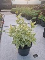 Heliopsis sunburst langbloeiend uniek, Ophalen, Zomer, Overige soorten, Volle zon