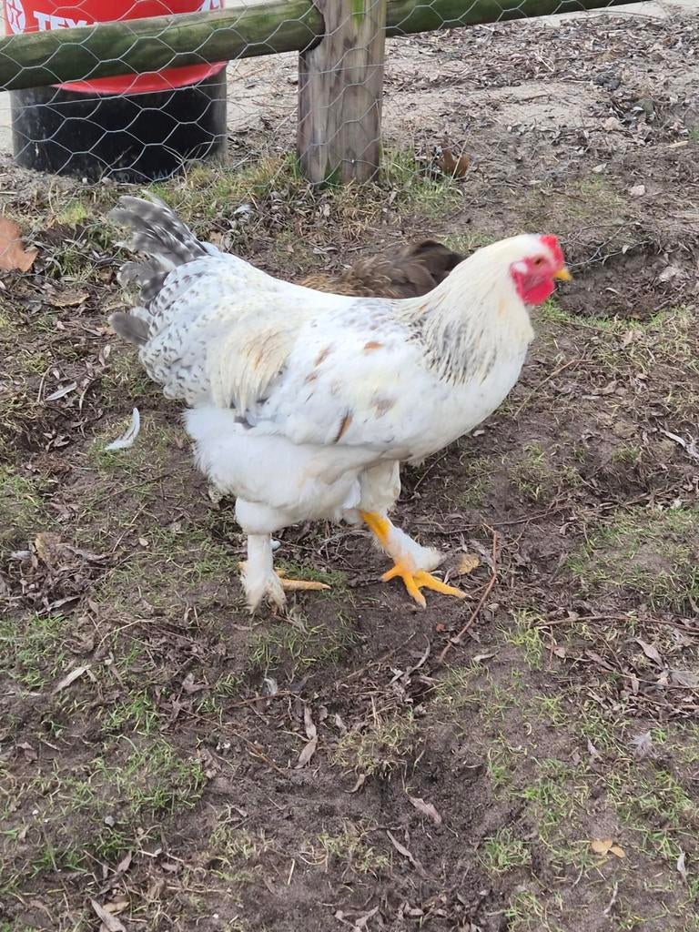 Haan, Dieren en Toebehoren, Pluimvee, Mannelijk, Kip