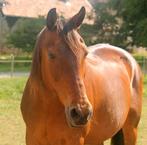Furioso merrie te koop (Hongarije), Dieren en Toebehoren, Paarden, Merrie, Gechipt, Zadelmak, 11 jaar of ouder