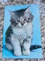 Diversen Poezen ansichtkaarten., Verzamelen, Ansichtkaarten | Dieren, Ophalen of Verzenden, Ongelopen, Hond of Kat