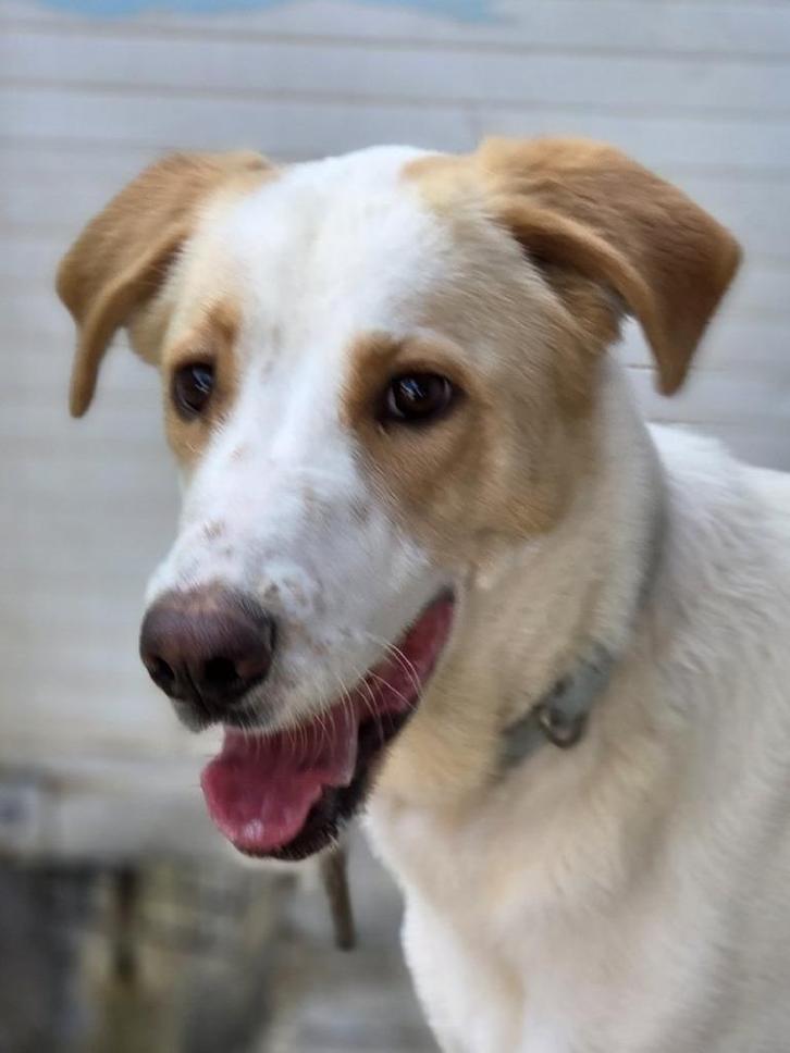 ACE: Lella is graag in beweging, Dieren en Toebehoren, Honden | Niet-rashonden, Groot, Teef, Particulier, Eén hond, Buitenland