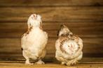Faverolle kriel kippenkuikens | Gesekst en ingeënt, Vrouwelijk, Kip