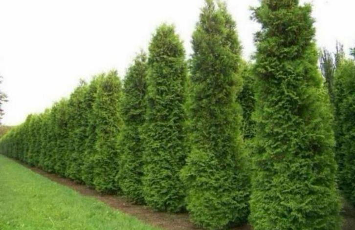 Coniferen, Tuin en Terras, Planten | Struiken en Hagen, Ophalen