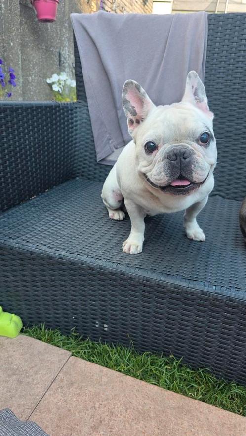 Bulldog franse, Dieren en Toebehoren, Honden | Bulldogs, Pinschers en Molossers, Reu, Bulldog, Particulier, Eén hond, Nederland