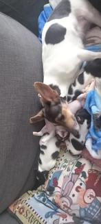 Jack russel pups, Jack Russell Terriër, 8 tot 15 weken, Meerdere, Meerdere dieren