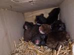 Jonge hamsters, Dieren en Toebehoren, Knaagdieren, Hamster, Meerdere dieren, Tam, Oktober