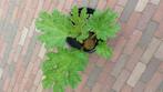 Overjarige Gunnera Reuzenrabarber, Tuin en Terras, Planten | Tuinplanten, Ophalen, Zomer, Overige soorten, Volle zon