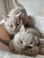 Prachtige Britse Korthaar kittens, Meerdere dieren