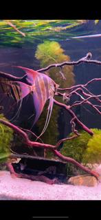 9 Altum atabapo. 28-30cm, Dieren en Toebehoren, Vis, Zoetwatervis