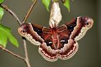 CALLOSAMIA PROMETHEA — “CHERRY SILKMOTH”, Vlinders of Rupsen