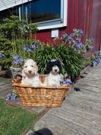 Prachtige medium F4 labradoodle pups, Dieren en Toebehoren, CDV (hondenziekte), Overige rassen, 8 tot 15 weken, Meerdere