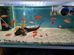 Hemichromis Exsul Cichliden, Dieren en Toebehoren, Vis, Zoetwatervis