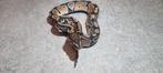 Ball python / python regius, Slang