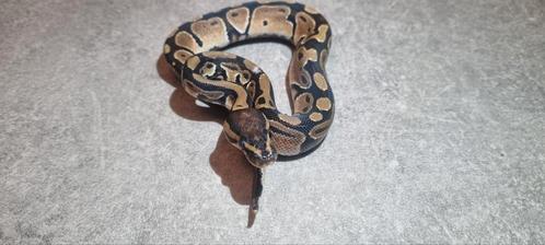 Ball python / python regius, Dieren en Toebehoren, Reptielen en Amfibieën, Slang