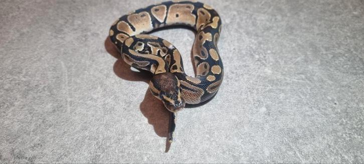 Ball python / python regius, Dieren en Toebehoren, Reptielen en Amfibieën, Slang