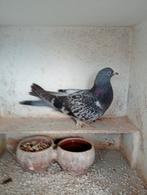 Takla