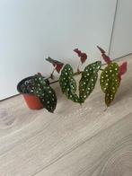 Begonia maculata (stippenbegonia), Huis en Inrichting, Kamerplanten, Ophalen of Verzenden, Halfschaduw, Minder dan 100 cm