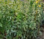 Diverse voedselbos planten, Ophalen, Volle zon, Eenjarig, Siergrassen