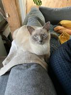 Ollie grijs/wit ragdoll/britse korthaar gesteriliseerde poes, Poes, 0 tot 2 jaar