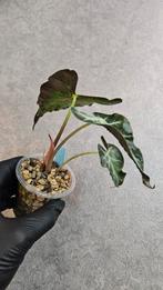 Alocasia Loco, Ophalen of Verzenden, Halfschaduw, Minder dan 100 cm