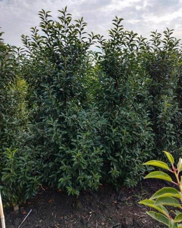 Portugese Laurier lusitanica angustifolia tot 220 cm hoog, Tuin en Terras, Planten | Struiken en Hagen, Laurier, 100 tot 250 cm