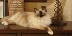 heilige birmaan kater prijs, Dieren en Toebehoren, Katten en Kittens | Raskatten | Langhaar, Meerdere dieren, Gechipt