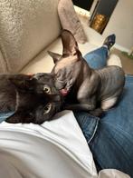 Sphinx mannetje, Dieren en Toebehoren, Katten en Kittens | Raskatten | Korthaar, Kater, Met stamboom