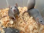 Lieve ratjes, Dieren en Toebehoren, Knaagdieren, April, Vrouwelijk, Rat
