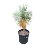 Yucca linearifolia I Goed winterhard I Ruim aanbod, Zomer, Vaste plant, Ophalen of Verzenden, Overige soorten