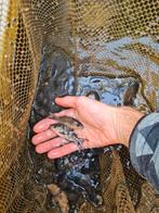 Spiegelkarpers / spiegelkarpertjes 7 tot 14 cm, Dieren en Toebehoren, Karper of Koi