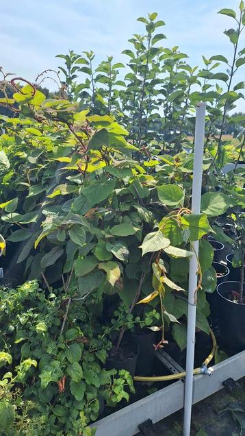 Groene Kiwi Planten in Pot beschikbaar voor biedingen