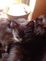 Maine Coon   britse korthaar mix en ontzettend lief