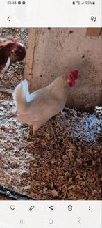 4 Witte Leghorns Groot Ras., Vrouwelijk, Kip