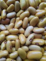 Friese woudbonen waldbeanen boontjes, Ophalen, Volle zon