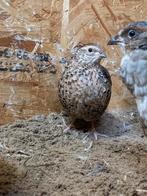 Koppel japanse kwartels te koop, Dieren en Toebehoren, Pluimvee, Meerdere dieren, Overige soorten