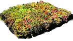 Lichtgewicht sedum cassettes, Ophalen, Bodembedekkers, Volle zon, Vaste plant