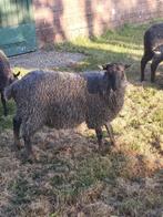 Gotland pels ram, Dieren en Toebehoren, Mannelijk, Schaap, 0 tot 2 jaar