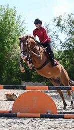 Verzorg pony aangeboden / bijrijder gezocht, Dieren en Toebehoren, Ophalen of Verzenden