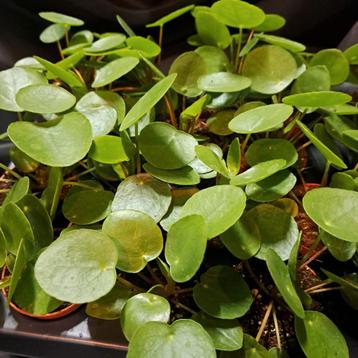 Pannenkoek plantjes  3 v €6,- beschikbaar voor biedingen