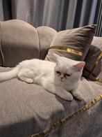 Witte Britse kitten, Poes, Ontwormd