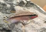pelvicachromis kribensis-taeniatus red kersenbuik, Zoetwatervis, Vis