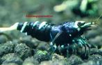purple metallic nanashi garnalen high grade, Kreeft, Krab of Garnaal, Zoetwatervis