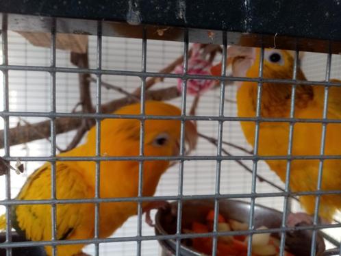 goudparkieten 2024, Dieren en Toebehoren, Vogels | Parkieten en Papegaaien, Parkiet, Meerdere dieren, Tam, Geringd