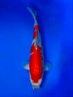 VHQ Jumbo Tosai Goshiki 35-40cm Japanse koi, Karper of Koi