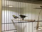 Koppel kleine cubavinken, Dieren en Toebehoren, Vogels | Overige Vogels, Meerdere dieren, Tropenvogel